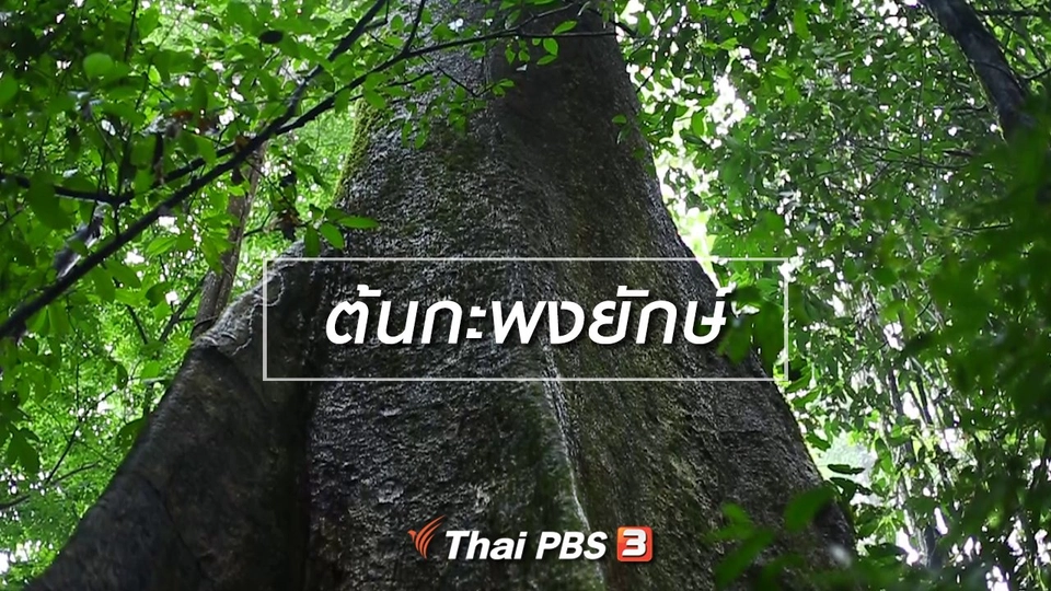 เรียนรู้วิถีไทย : ต้นกะพงยักษ์