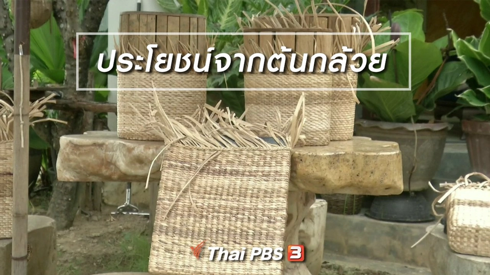 ตะลุยทั่วไทย : ประโยชน์จากต้นกล้วย