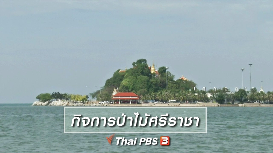 เรื่องนี้มีตำนาน : ย้อนวันวานกิจการป่าไม้ศรีราชา