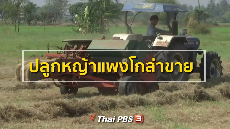 ชุมชนทั่วไทย : ปลูกหญ้าแพงโกล่าขาย