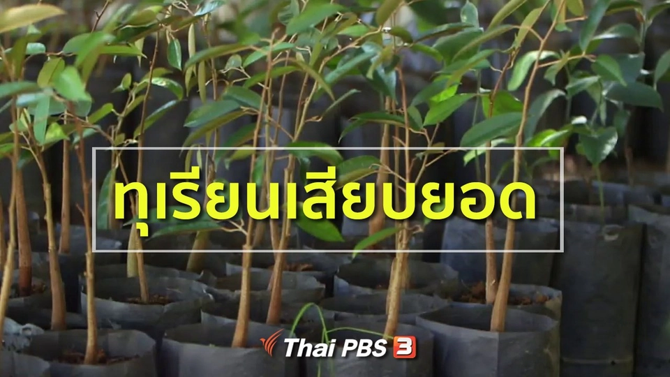 อาชีพทั่วไทย : ทุเรียนเสียบยอด