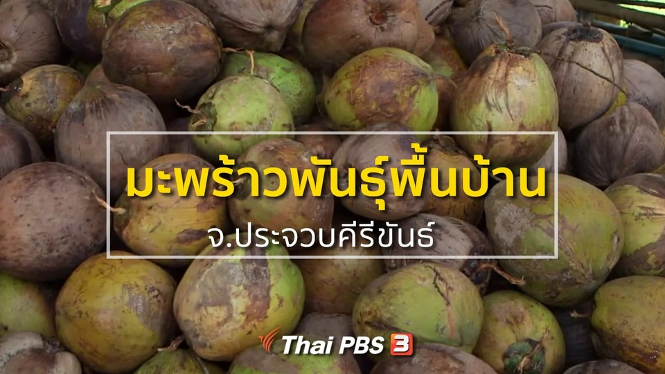 ชุมชนทั่วไทย : พัฒนามะพร้าวพันธุ์พื้นบ้าน จ.ประจวบคีรีขันธ์
