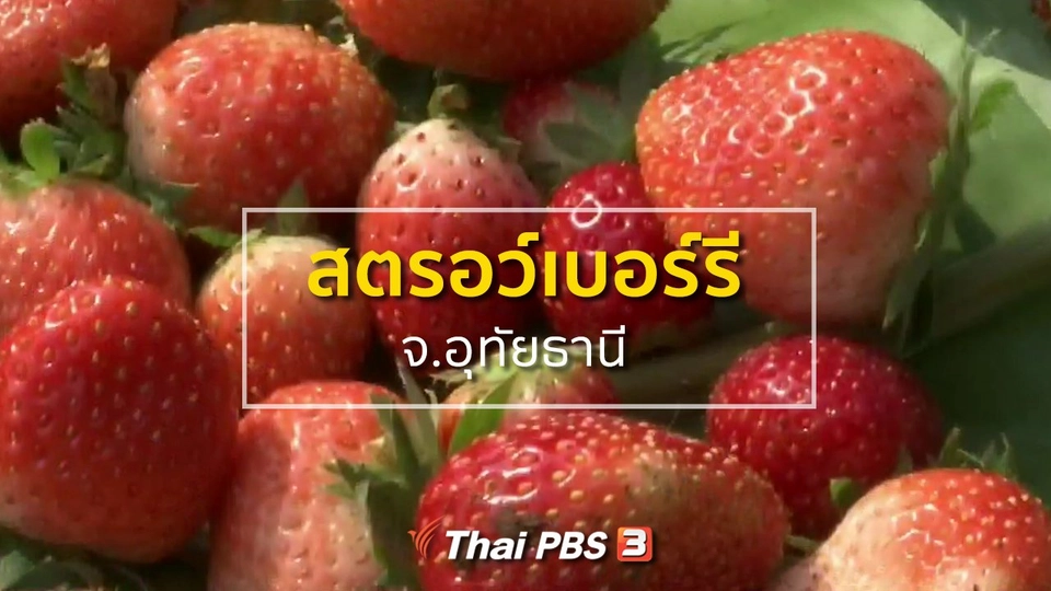 อาชีพทั่วไทย : สตรอว์เบอร์รี จ.อุทัยธานี สดใหม่ปลอดภัย
