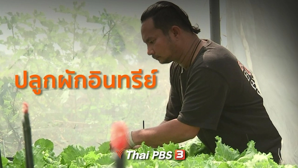 อาชีพทั่วไทย : ปลูกผักอินทรีย์