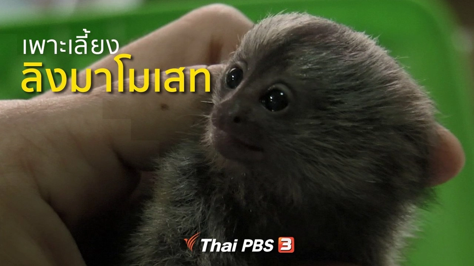 อาชีพทั่วไทย : เพาะเลี้ยงลิงมาโมเสท