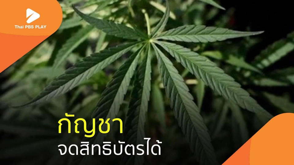 กัญชาจดสิทธิบัตรได้