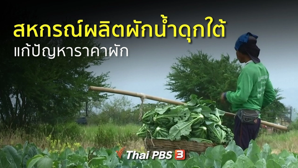 อาชีพทั่วไทย :  สหกรณ์ผลิตผักน้ำดุกใต้แก้ปัญหาราคาผักตกต่ำ