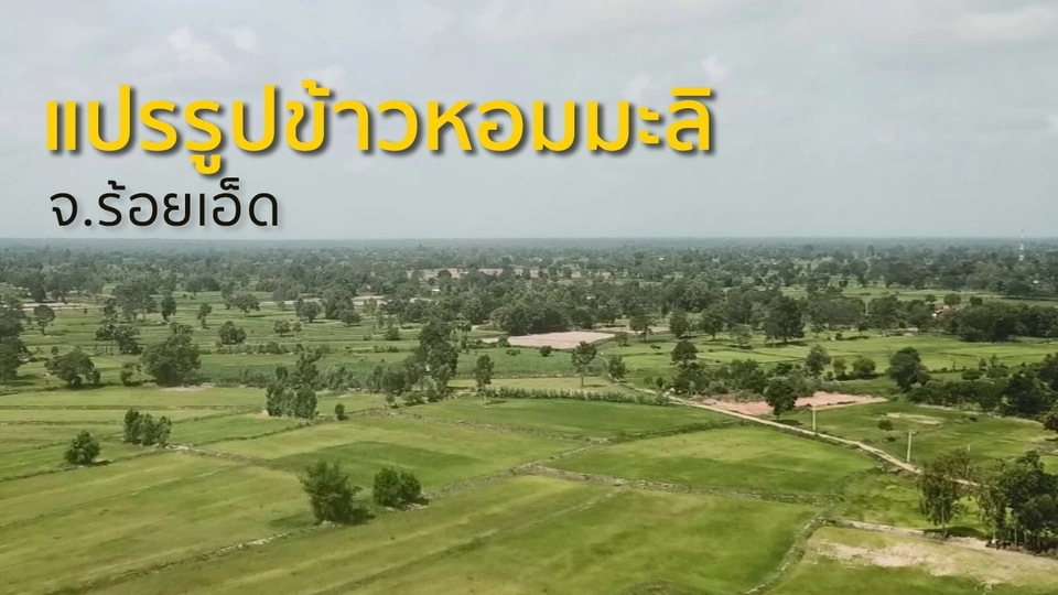 ชุมชนทั่วไทย : แปรรูปข้าวหอมมะลิร้อยเอ็ด