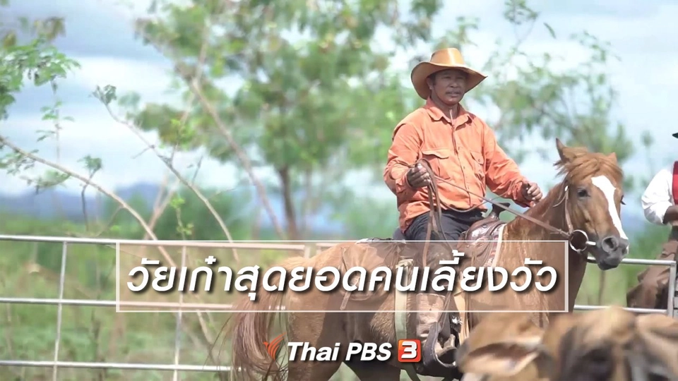 สูงวัยไทยแลนด์ : วัยเก๋าสุดยอดคนเลี้ยงวัว