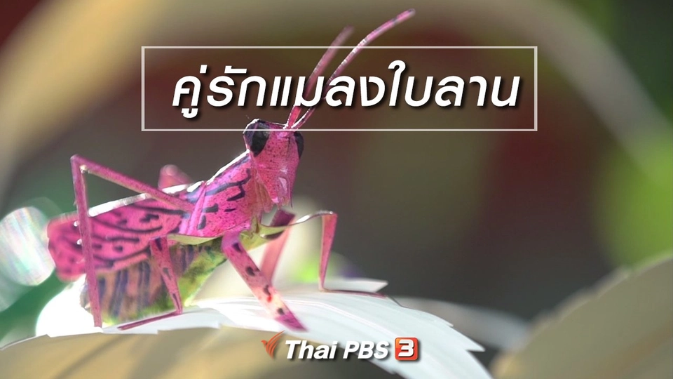 สูงวัยไทยแลนด์ : คู่รักแมลงใบลาน