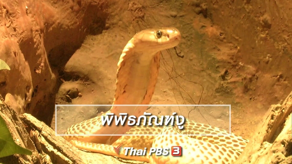 ตะลุยทั่วไทย : พิพิธภัณฑ์งู
