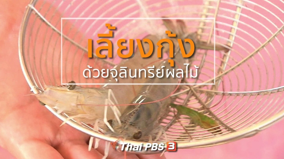 อาชีพทั่วไทย : เลี้ยงกุ้งด้วยจุลินทรีย์ผลไม้