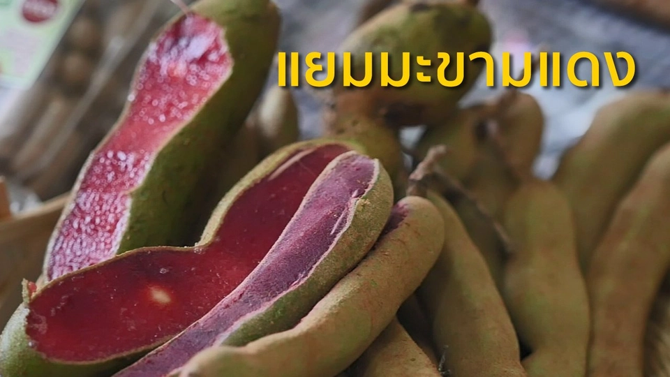 อาชีพทั่วไทย : แยมมะขามแดง