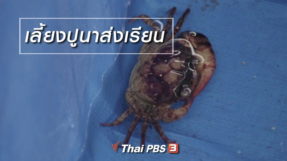 ผู้หญิงผู้สร้าง : เลี้ยงปูนาส่งเรียน