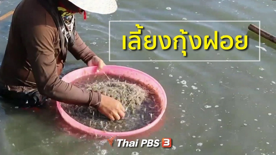 อาชีพทั่วไทย : เลี้ยงกุ้งฝอย