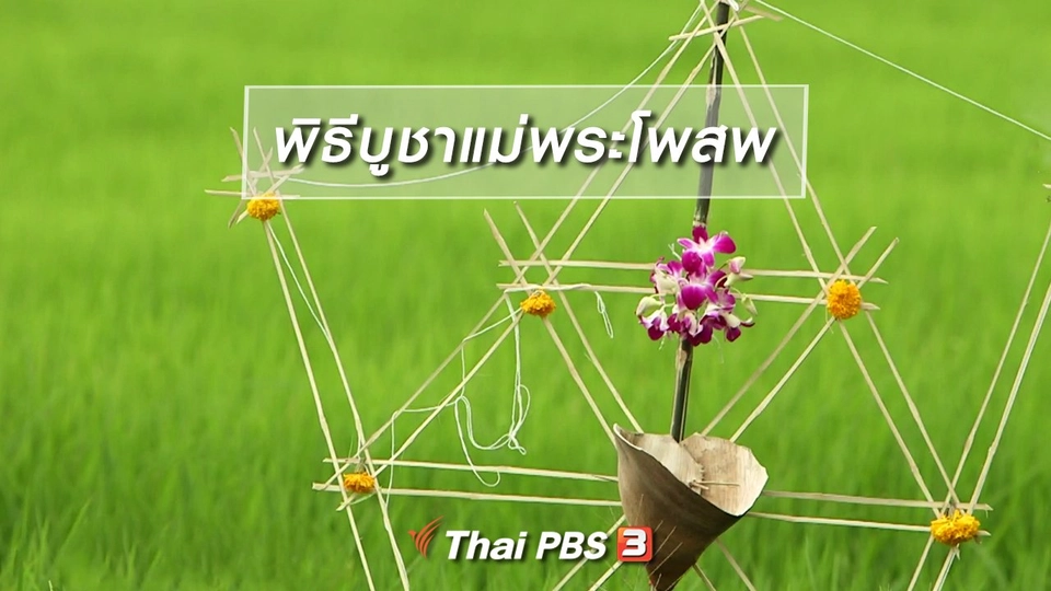 เรื่องนี้มีตำนาน : พิธีบูชาแม่พระโพสพ