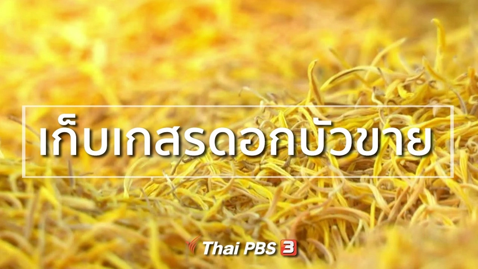 อาชีพทั่วไทย : เก็บเกสรดอกบัวขาย