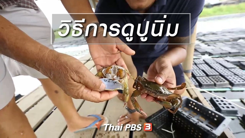 เรียนรู้วิถีไทย : วิธีการดูปูนิ่ม