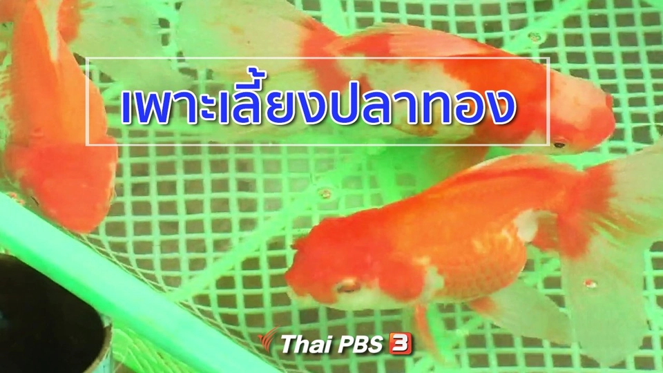อาชีพทั่วไทย : เพาะเลี้ยงปลาทอง
