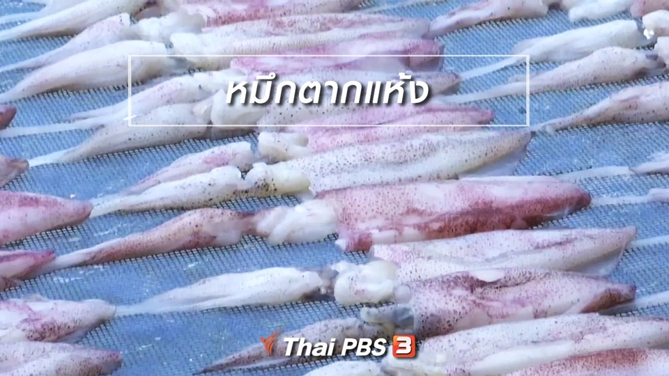 ตะลุยทั่วไทย : หมึกตากแห้ง