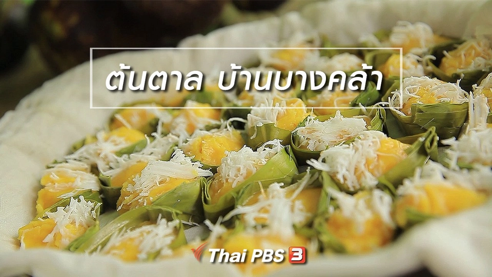 เรียนรู้วิถีไทย : ต้นตาล บ้านบางคล้า