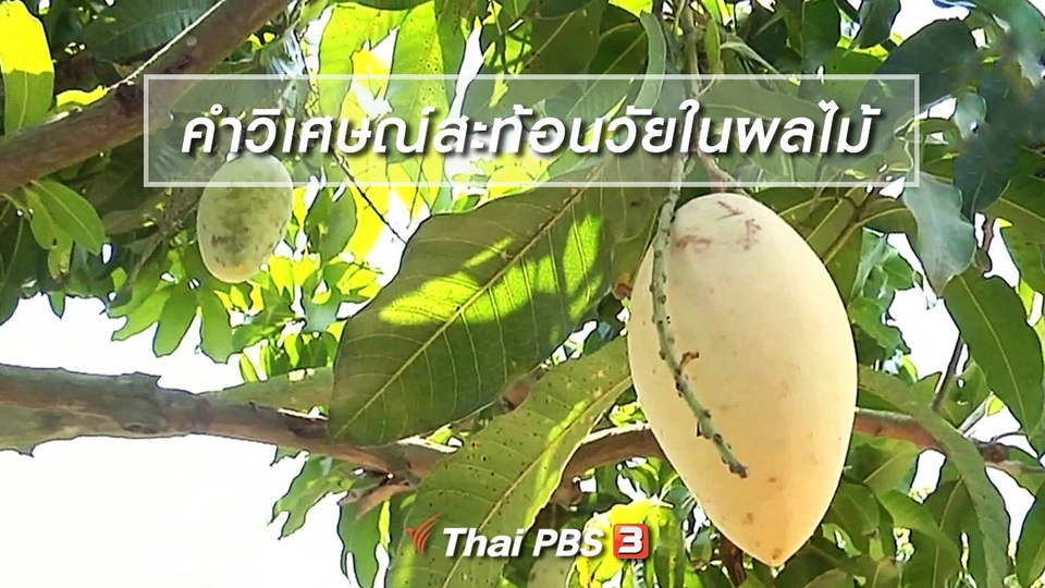 เพียงคำเดียว : คำวิเศษณ์สะท้อนวัยในวงจรผลไม้