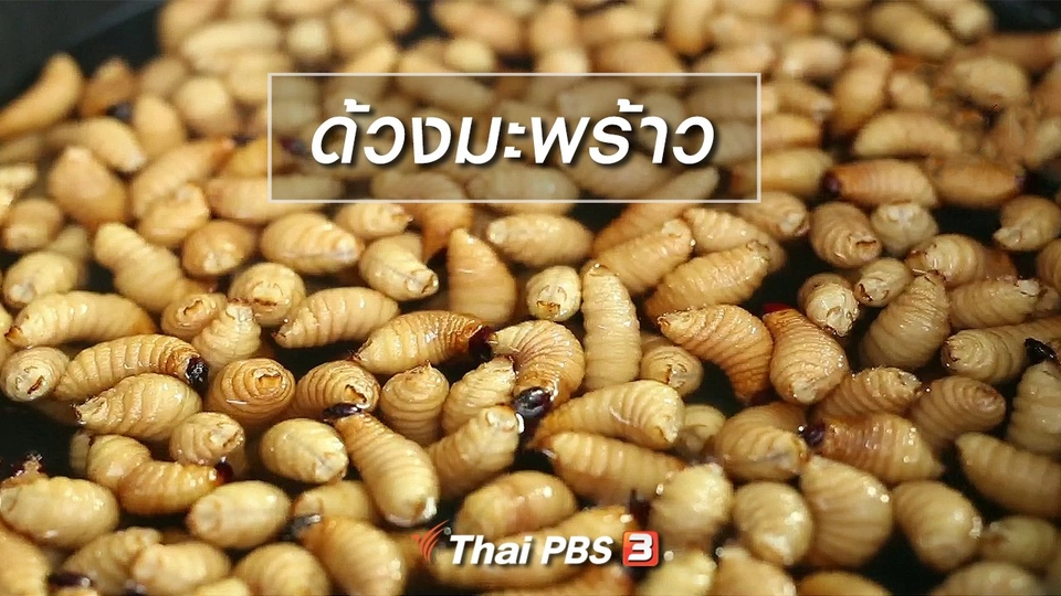 ผู้หญิงผู้สร้าง : ด้วงมะพร้าว