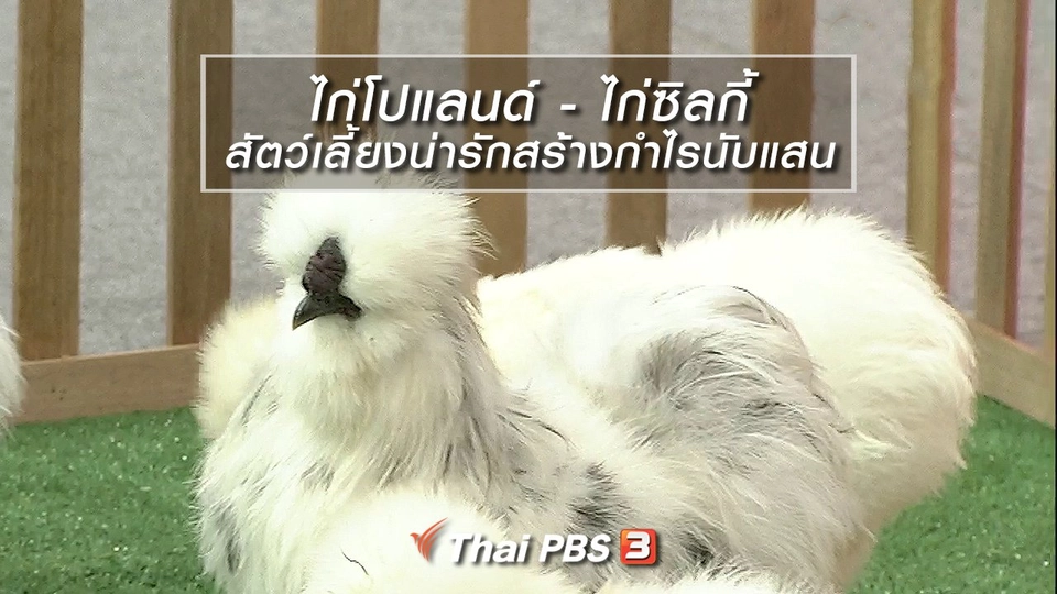 นารีสนทนา : ไก่โปแลนด์ - ไก่ซิลกี้ สัตว์เลี้ยงน่ารักสร้างกำไรนับแสน