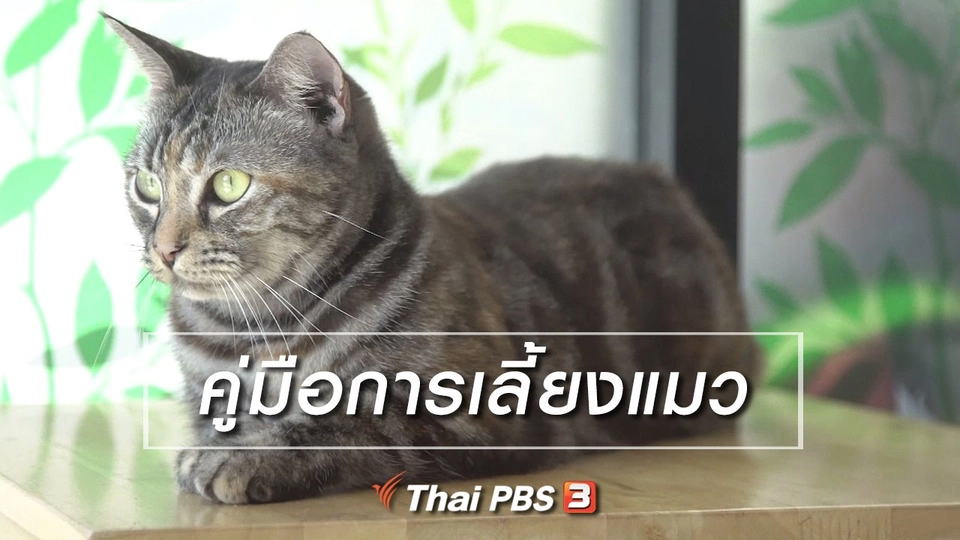 ห้องเรียนสูงวัย : คู่มือการเลี้ยงแมว