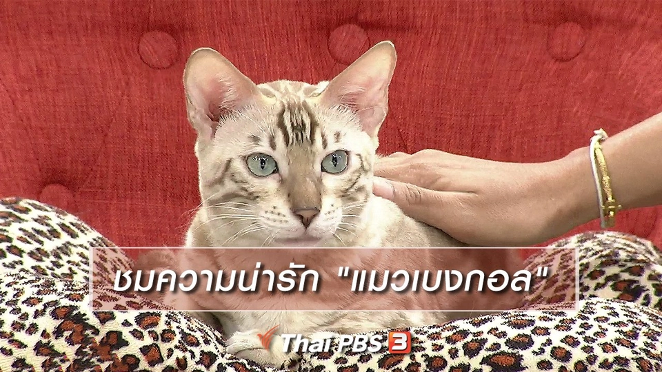 นารีสนทนา : ชมความน่ารัก "แมวเบงกอล"