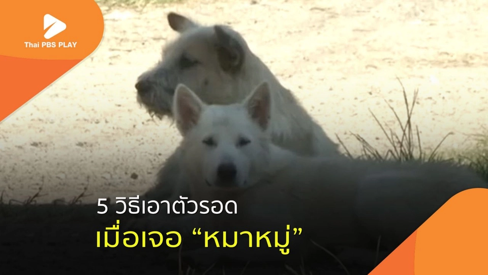 5 วิธีเอาตัวรอดเมื่อเจอหมาหมู่