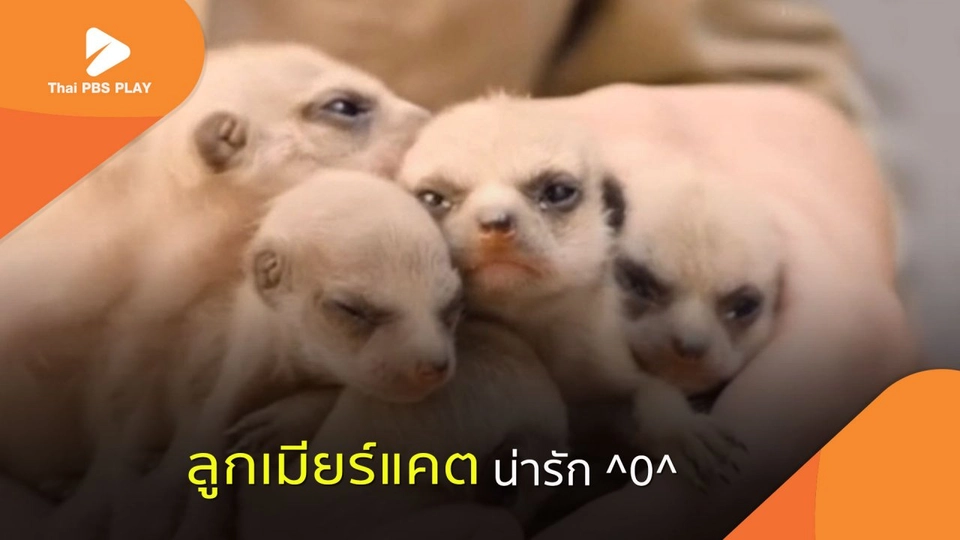 ความน่ารักของลูกเมียร์แคต