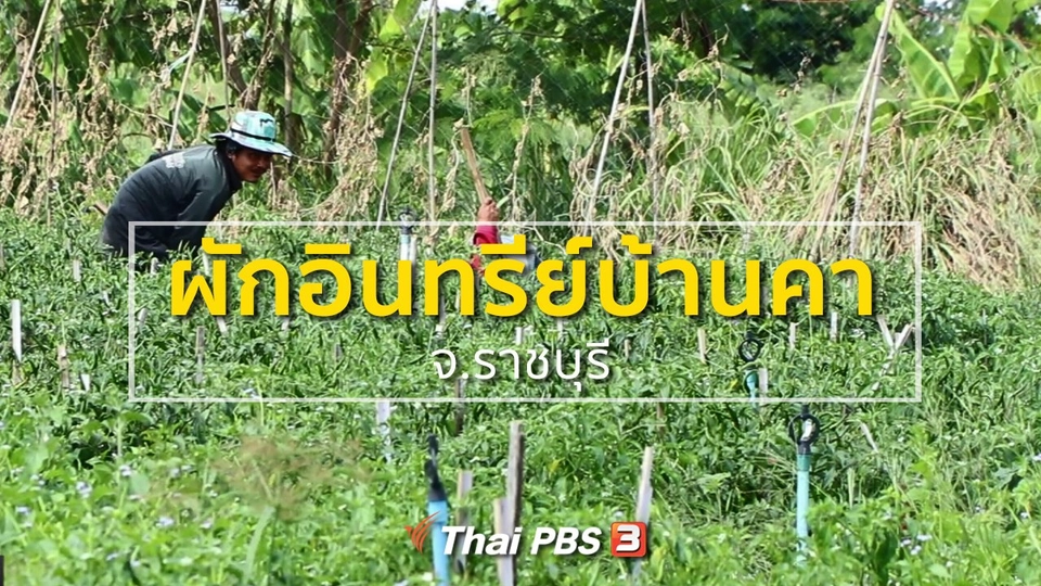 อาชีพทั่วไทย : ผักอินทรีย์บ้านคา จ.ราชบุรี