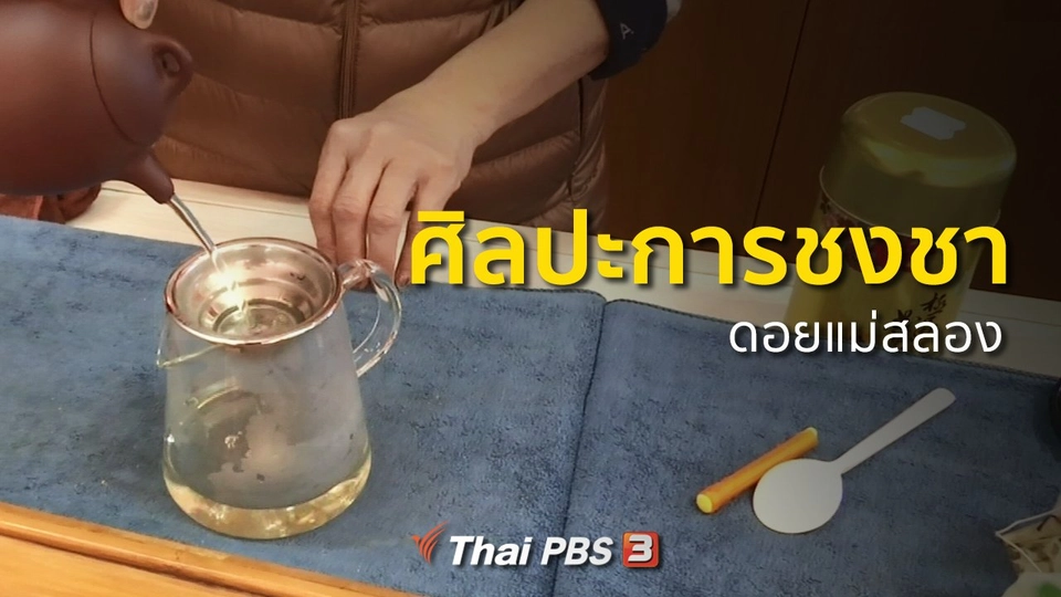 วิถีทั่วไทย : ศิลปะการชงชาดอยแม่สลอง