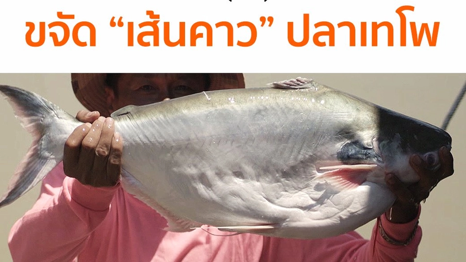 ​ดึง "เส้นคาว" ปลาเทโพ