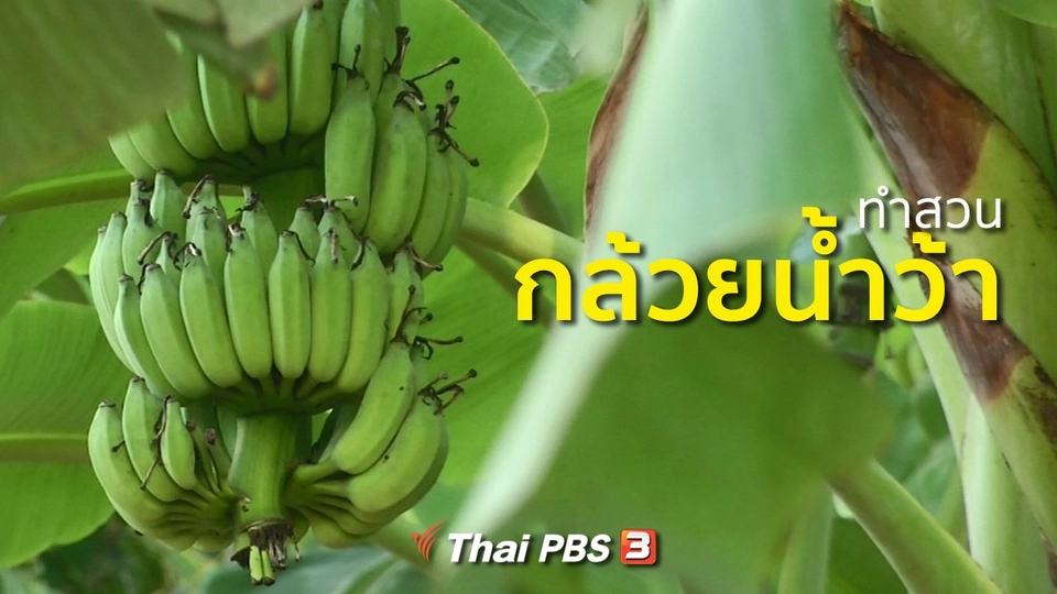 อาชีพทั่วไทย : ทำสวนกล้วยน้ำว้า