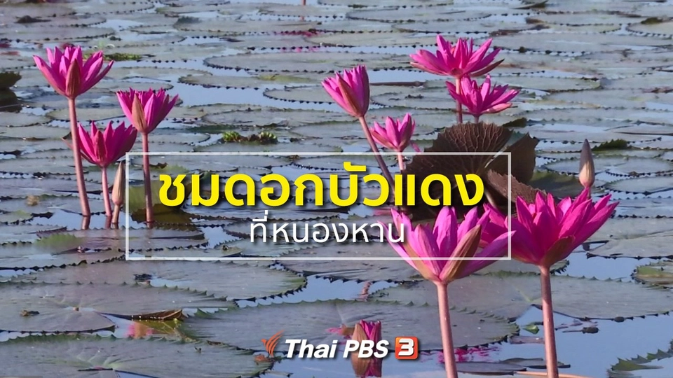 ชุมชนทั่วไทย : ชมดอกบัวแดงที่หนองหาน