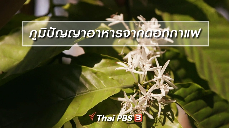 อิ่มมนต์รส : ภูมิปัญญาอาหารจากดอกกาแฟ