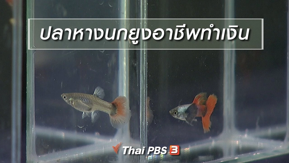 นารีสนทนา : ปลาหางนกยูงอาชีพทำเงิน