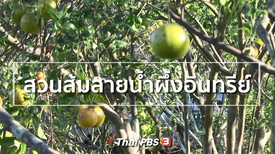 อาชีพทั่วไทย : สวนส้มสายน้ำผึ้งอินทรีย์