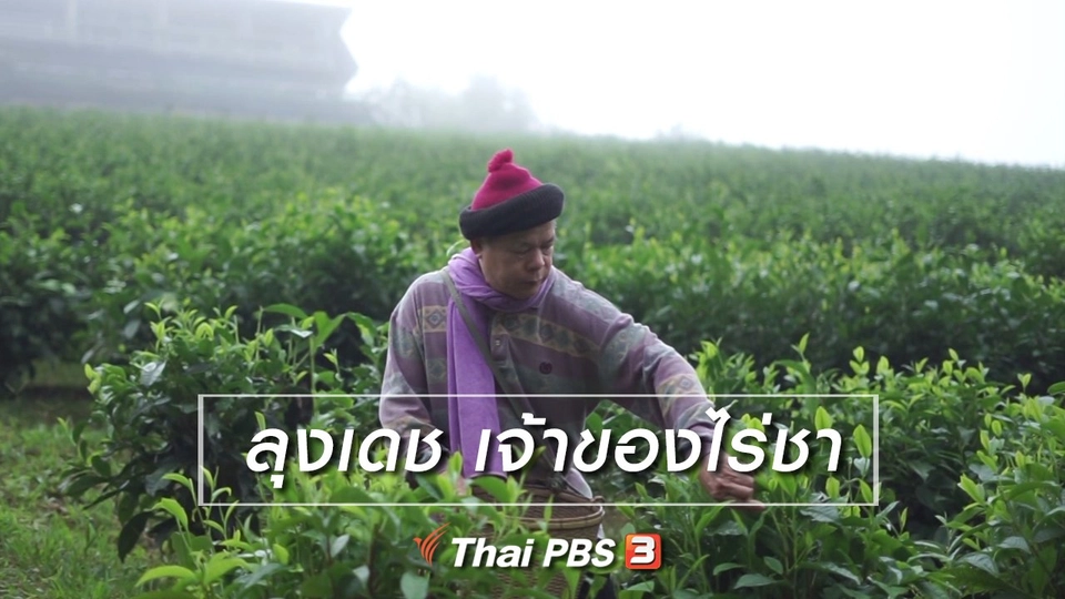 สูงวัยไทยแลนด์ : ลุงเดช เจ้าของไร่ชา