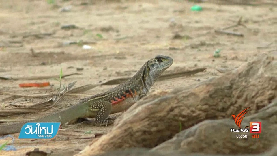 ชาวกำแพงเพชรอนุรักษ์สายพันธุ์แย้มีกว่า 300 ตัว
