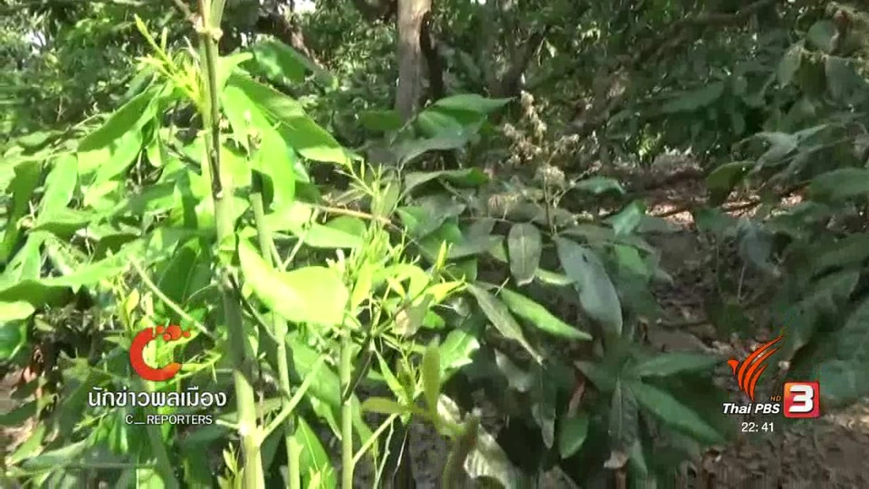 นักข่าวพลเมือง : "ผักหวานป่า" ปลูกได้ กำไรงาม