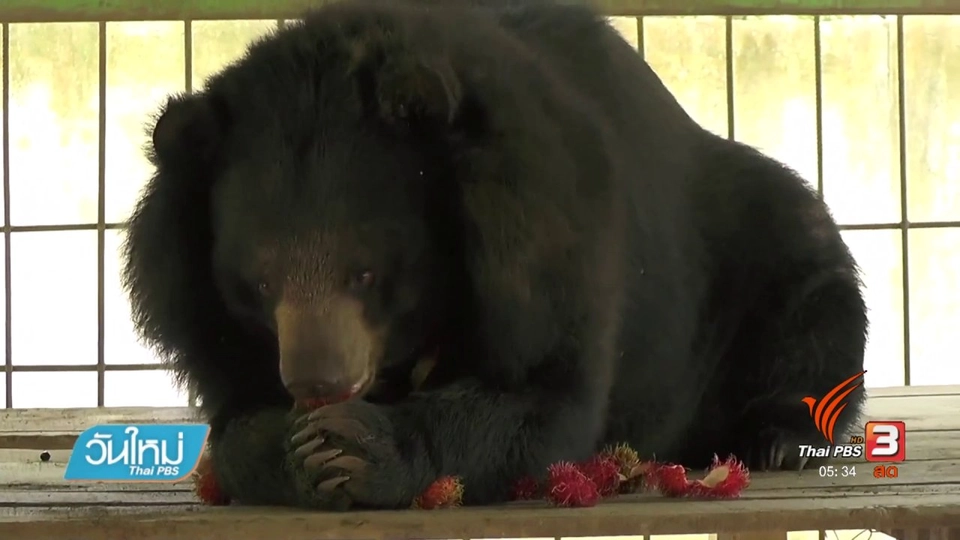 หมีควายที่สำนักสงฆ์ตะปบคนบาดเจ็บสาหัส