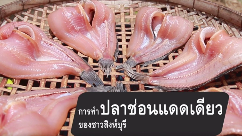 การทำปลาช่อนแดดเดียว ของชาวสิงห์บุรี