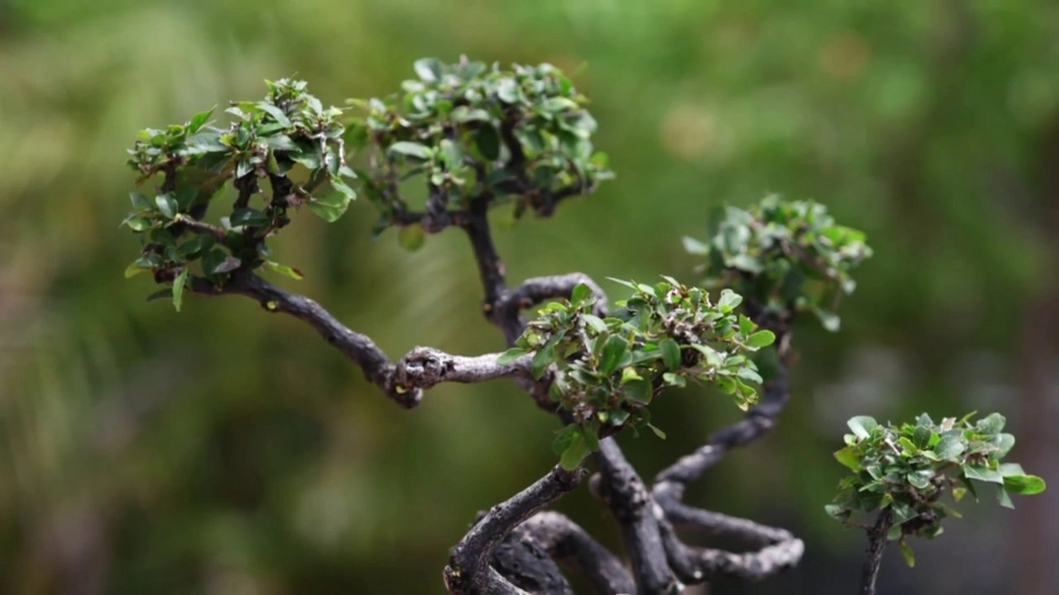 เขามอและไม้ดัด ศิลปะประดับพระเมรุมาศ