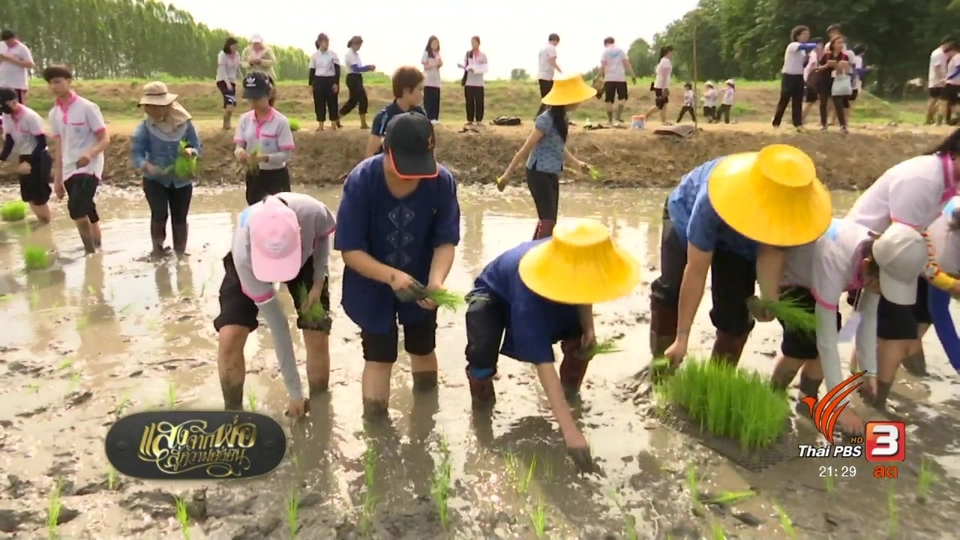 กิจกรรมปลูกข้าววันแม่ เกี่ยววันพ่อ