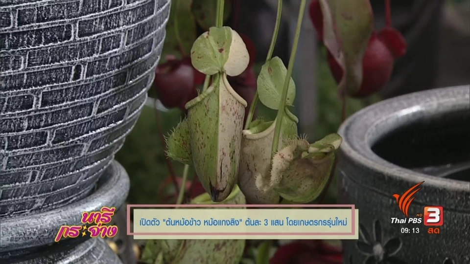 เปิดตัว "ต้นหม้อข้าวหม้อแกงลิง" ต้นละ 3 แสน