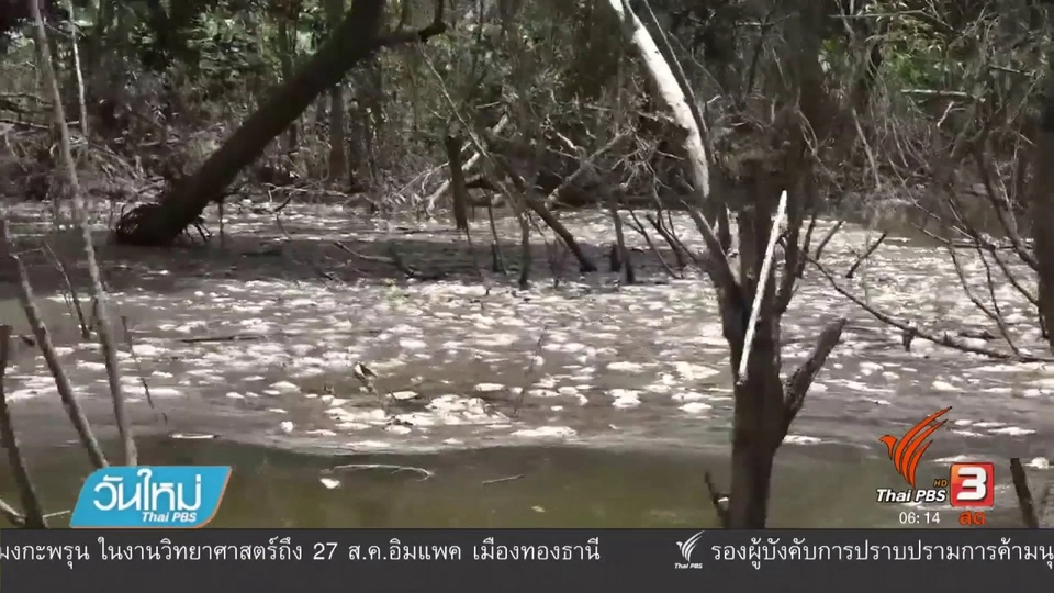 ผู้ว่าปราจีนบุรีสั่งเก็บซากปลาตายปรับสภาพน้ำห้วยโสมง