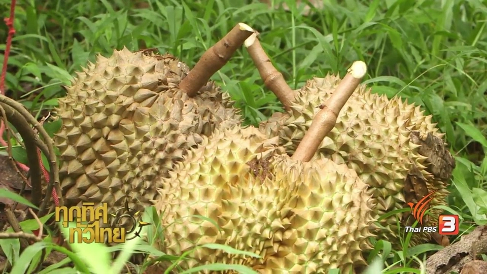 วิถีทั่วไทย : อาหารพื้นบ้านโบราณจากทุเรียน